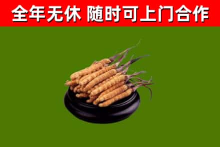 富锦烟酒回收冬虫夏草.jpg